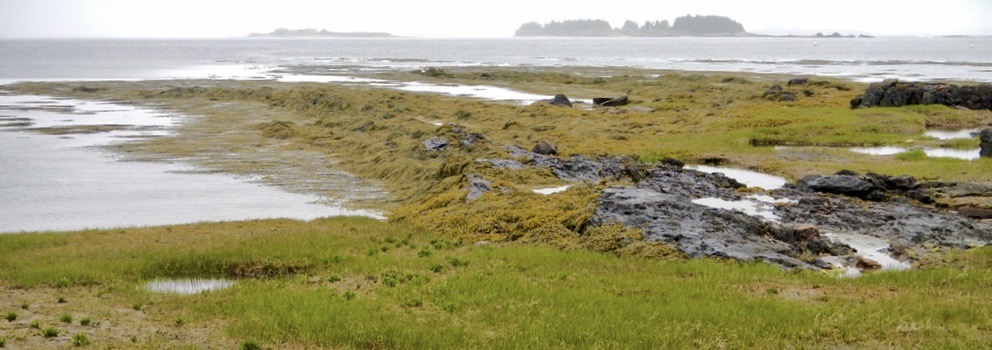 Exposed at Low Tide in Casco Bay