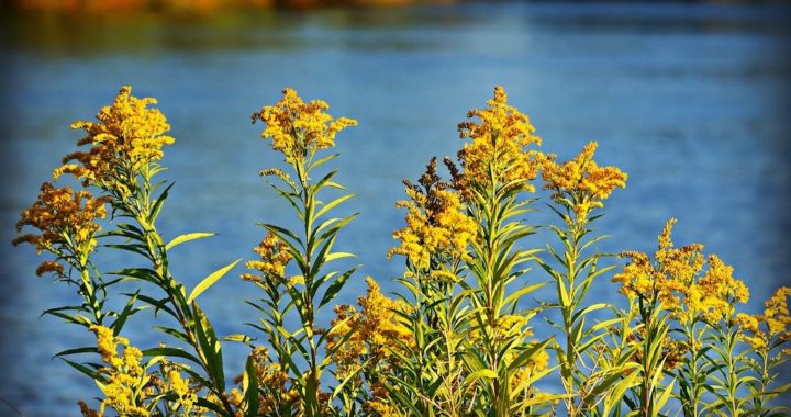 Goldenrod. Image by Mabel Amber from Pixabay.