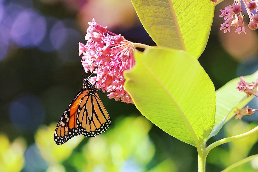 Monarch Butterfly. Image by PopcornSusanN from Pixabay.