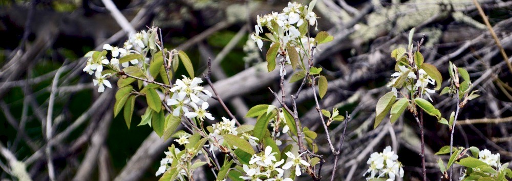 OCT Invasive Plant Species