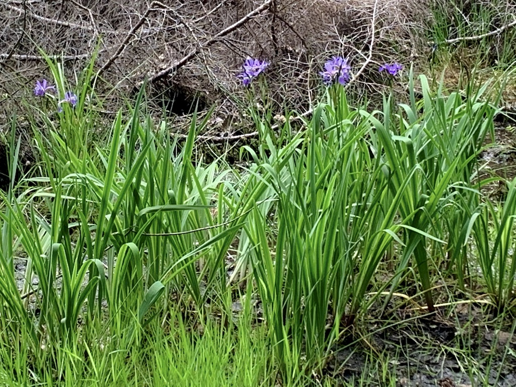 Wild Iris at Echo Pond