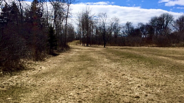 The Meadow on Cliff Island