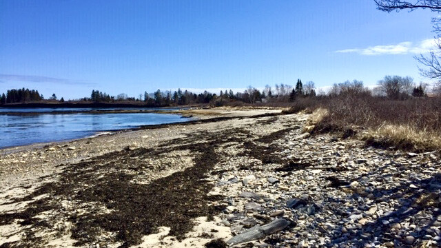 The Meadow on Cliff Island