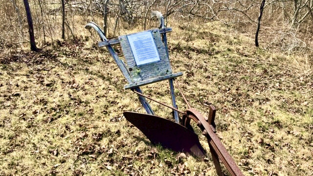 The Meadow on Cliff Island