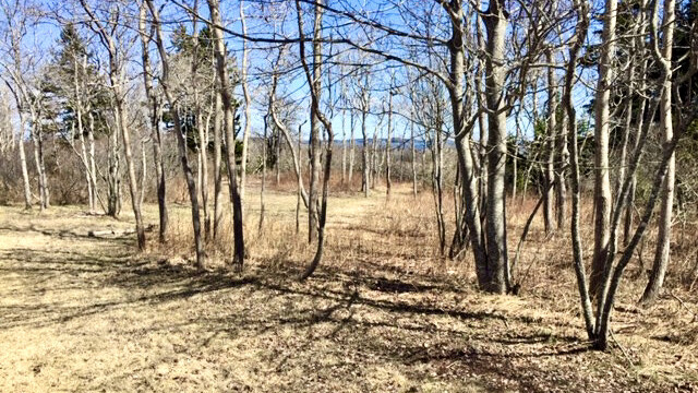 The Meadow on Cliff Island