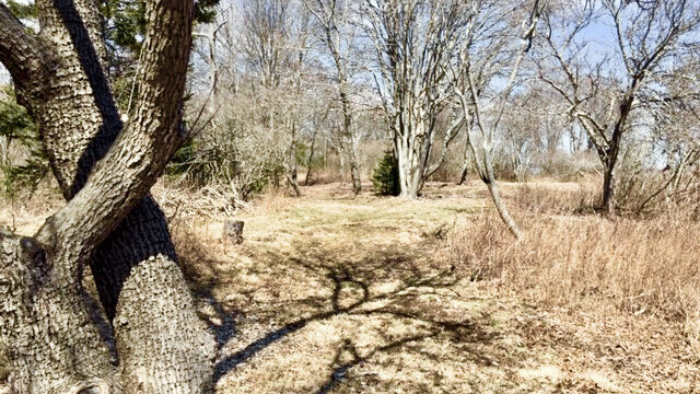 The Meadow on Cliff Island