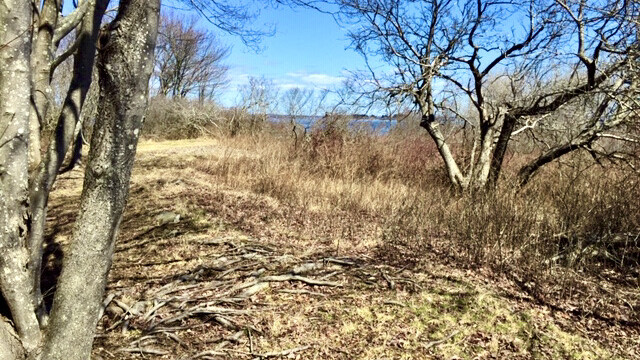 The Meadow on Cliff Island