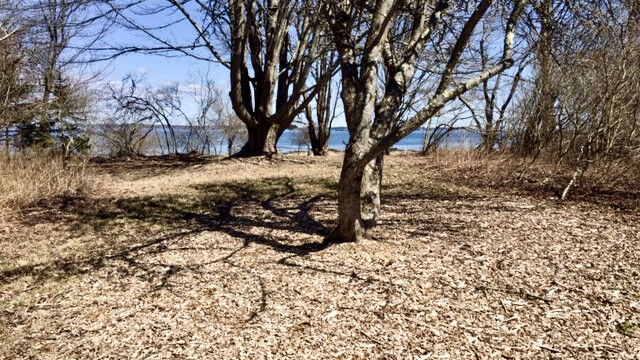 The Meadow on Cliff Island