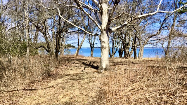 The Meadow on Cliff Island