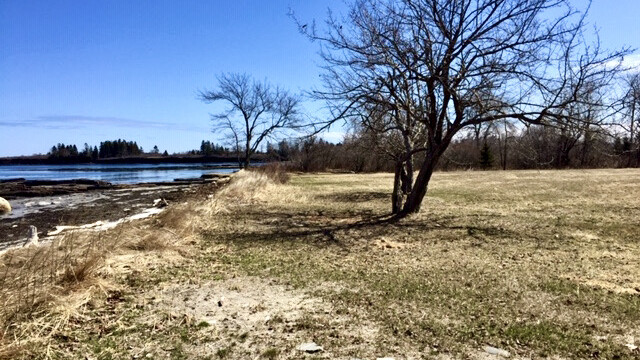 The Meadow on Cliff Island