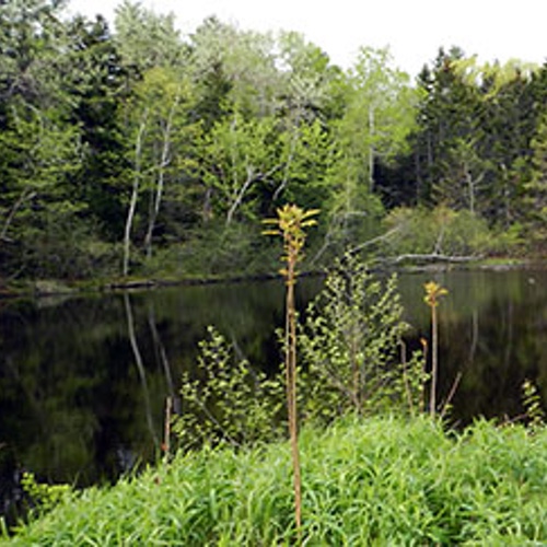 Ice Pond