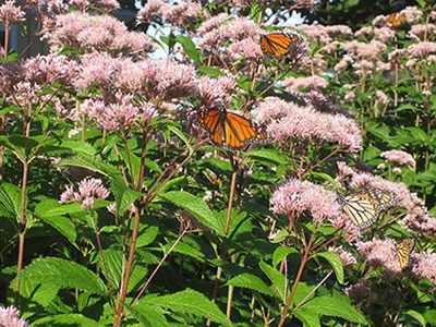 Monarch Butterfly