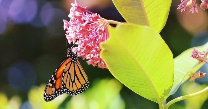 Monarch Butterfly. Image by PopcornSusanN from Pixabay.